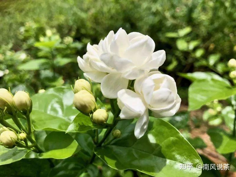 金华茉莉花茶茶汤