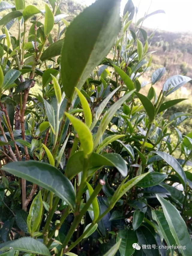 昔归普洱茶茶汤