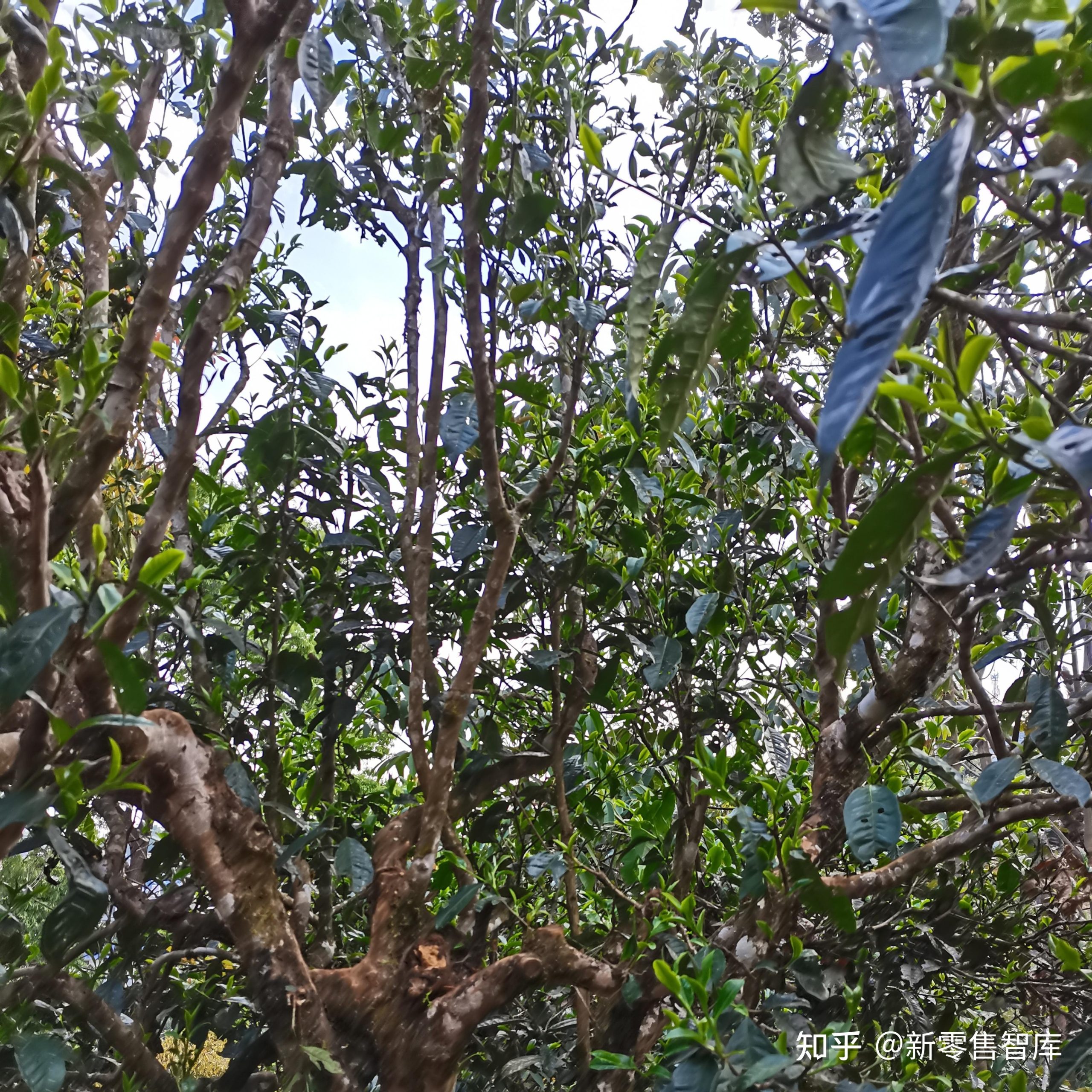 景迈山普洱茶茶汤