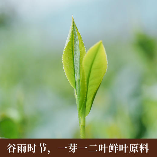 安化生尖茶茶汤