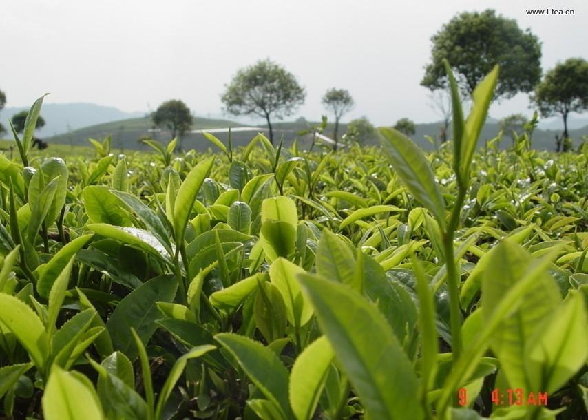 广东大叶青茶汤