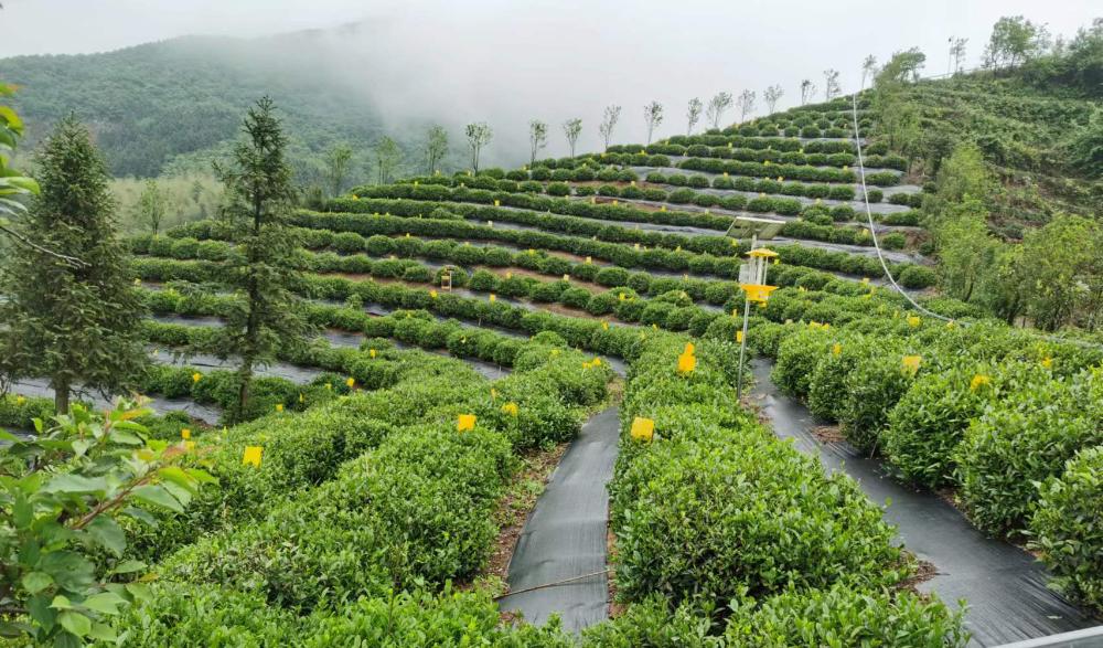霍山黄大茶茶汤