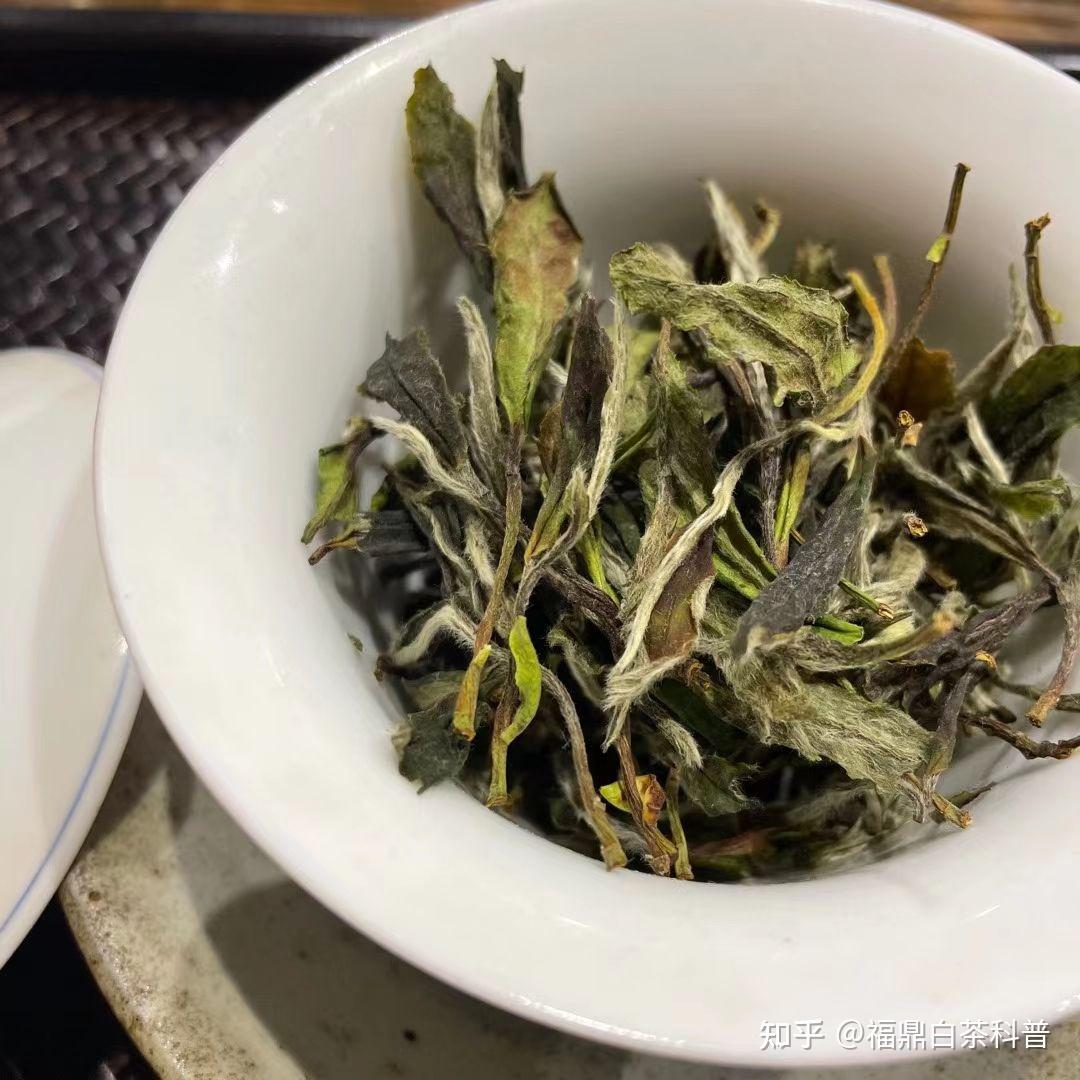 福鼎白茶茶汤