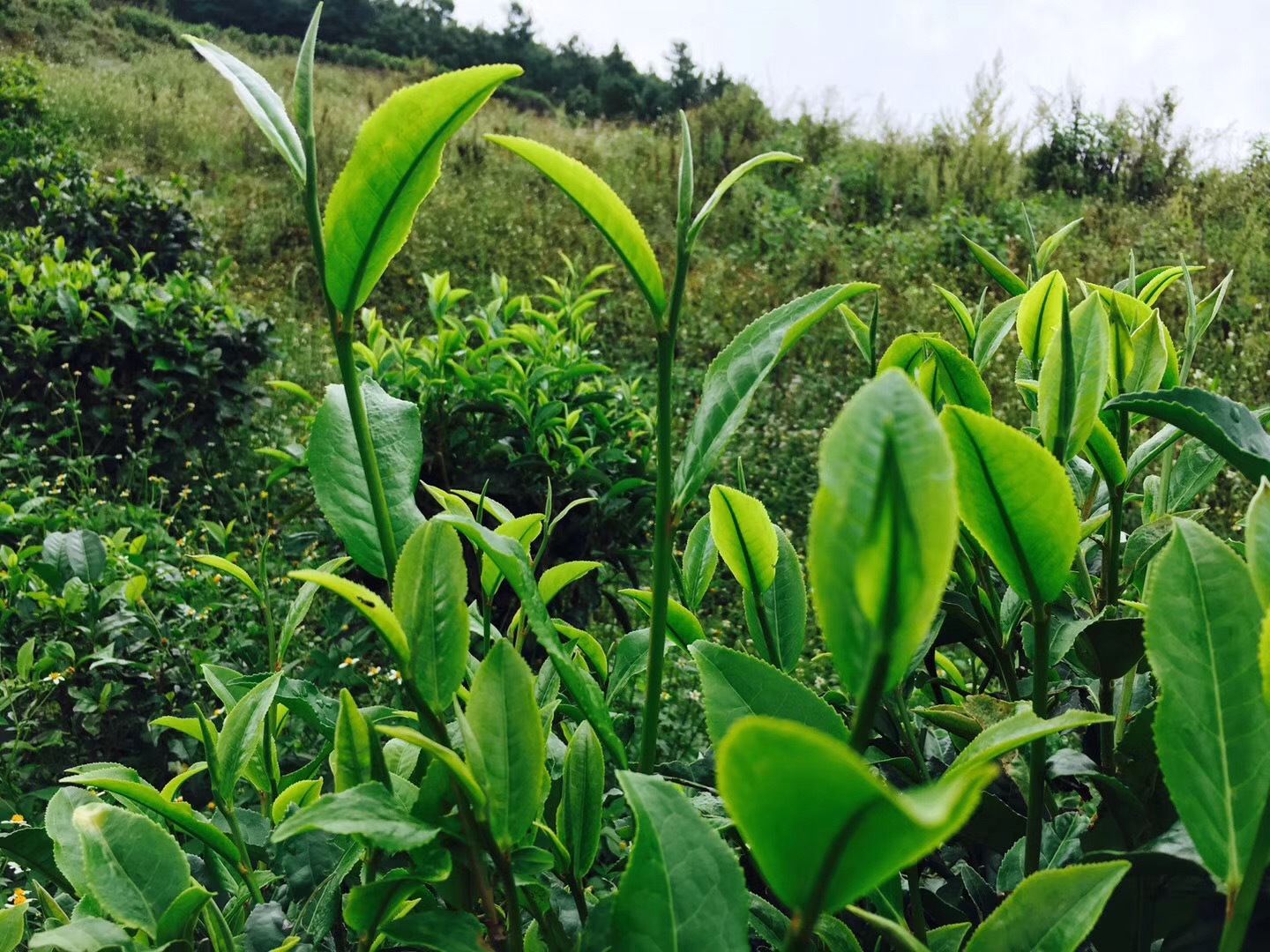 阿里山高山茶茶汤