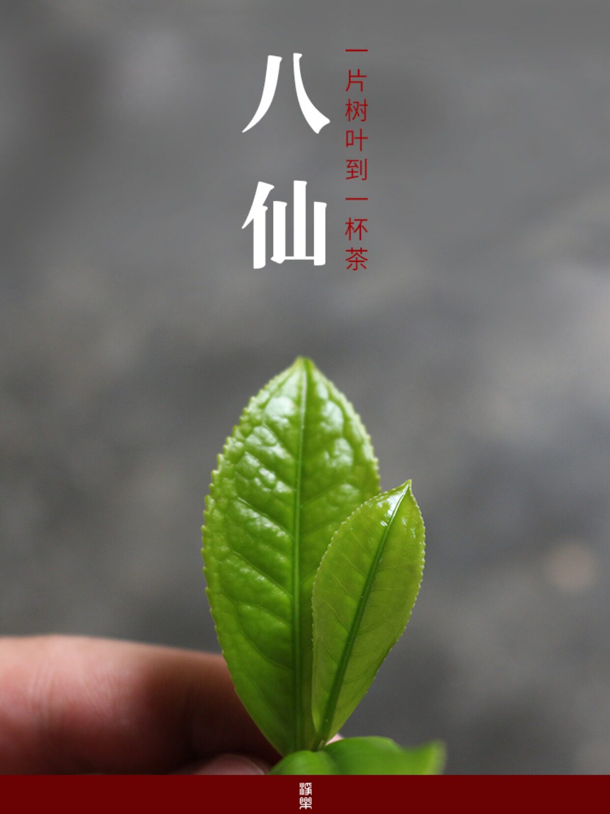 岭头单丛茶汤